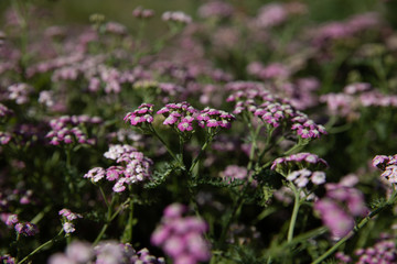 Yarrow