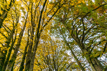 Autumn Trees From Below