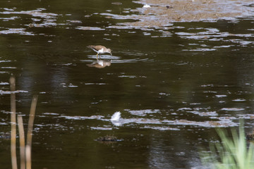 Sandpiper (Actitis hypholeucos)