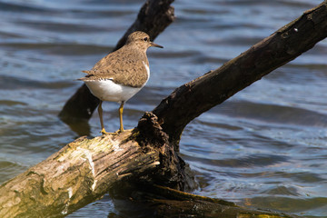 Sandpiper (Actitis hypholeucos)