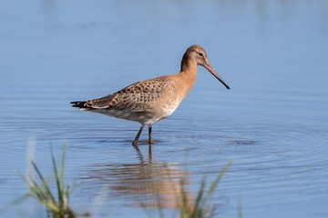 Black Tailed Godwit in Water