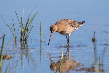 Black Tailed Godwit in Water