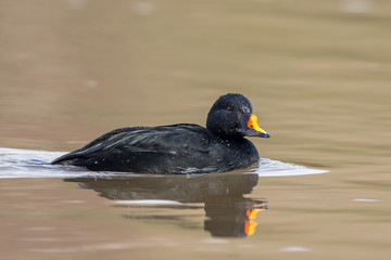 Common Scoter Swimming