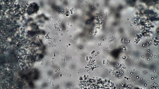 Flow of sticks and lactobacilli in milk leaven in microscope. Theme of foods background is under 1000x magnification. Bacteria from edible milk product such as kefir or yogurt. Microcosmic background