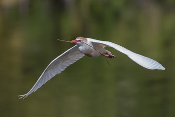 Cattle Egret Flying