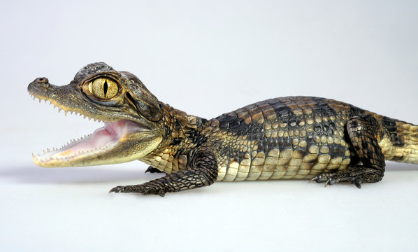 Brillenkaiman / Spectacled caiman (Caiman crocodilus)