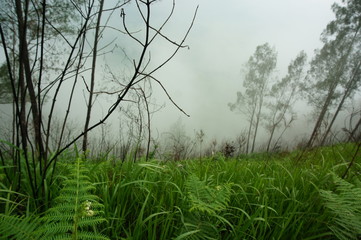 Obraz premium wilderness with the dominance of trees, grass and other plants in the mountains
