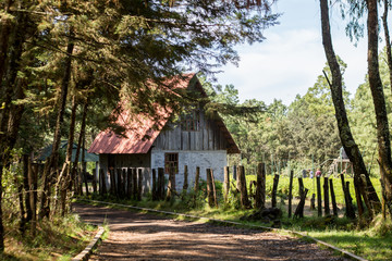 Bosque Michoacan 