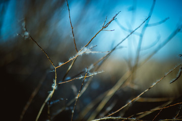 Abstract grass with blue background