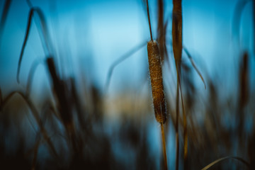 Reed in the lake