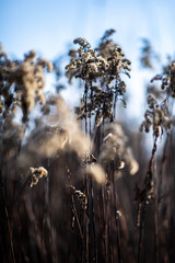 Fluffy grass semi-frozen