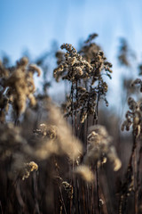 Fluffy grass semi-frozen