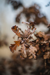 Wood texture, autumn mood