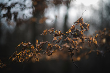 Wood texture, autumn mood