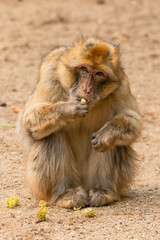 Portrait of a Barbary ape eating a chestnut