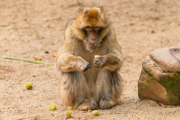 a Barbary ape eating a chestnut looking into the camera as if it is going to attack you