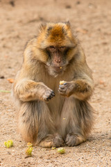 a Barbary ape eating a chestnut looking grumpy into the camera