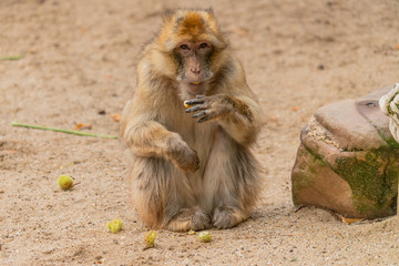 a Barbary ape has its mouth full of chestnut and it is looking into the camera