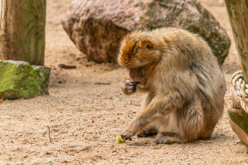 a Barbary ape is has peeled off the skin of a chestnut and is eating the nut
