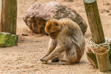 a Barbary ape is peeling off the skin of a chestnut to eat the nut