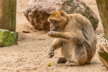 Naklejka na ściany i meble a Barbary ape is has opened a chestnut and is eating its content