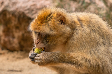 a Barbary ape is showing its teeth while opening a chestnut