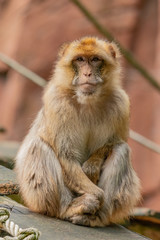 Portrait of a Barbary ape sitting on a rope bridge and looking into the camera