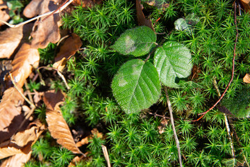 Waldboden