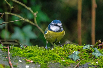 Obraz premium Blue Tit on mossy rock