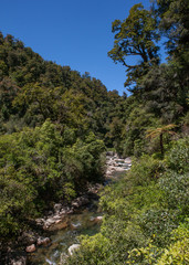 Fototapeta na wymiar Te Urewera National Park New Zealand. Tropic jungle.