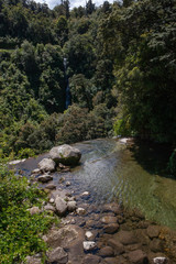 Naklejka na ściany i meble Te Urewera National Park New Zealand. Tropic jungle.