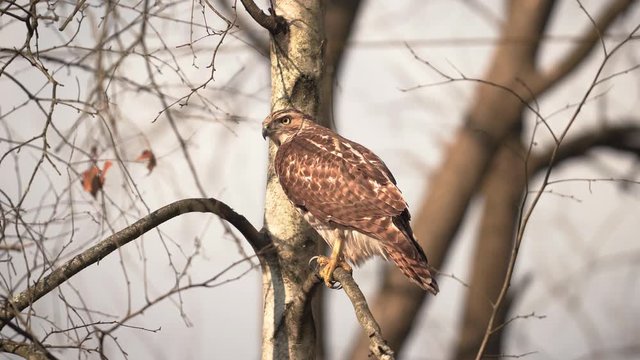 Haddonfield, New Jersey - Red-Tailed Hawk Perching On A Branch During The Autumn Season - Close Up Shot