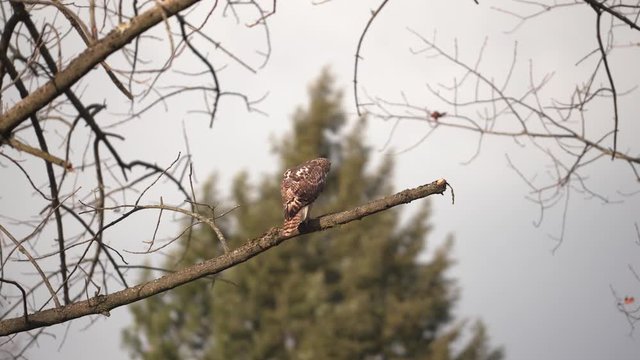 Red Tailed Hawk Finds Home In Trees In Haddonfield Woods New Jersey - Medium Shot