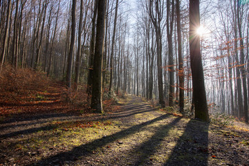 Obraz premium Wald im Dezember ohne Schnee