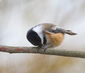 Chickadee resting on a branch