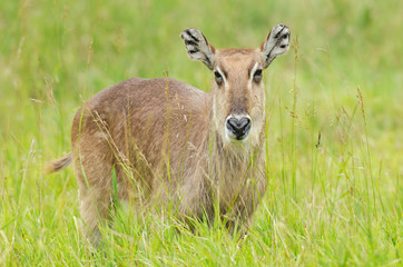 Portrait of a female waterbuck framed by grasses