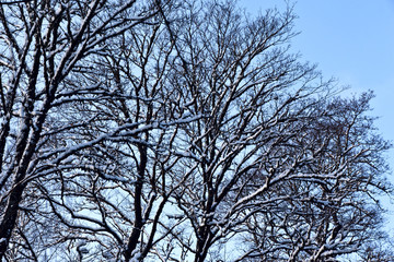 Frosted tree in frosty day against the blue sky