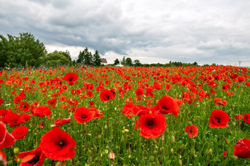 Big field of red poppies and overcast sky