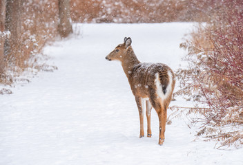 Deer foraging in the snow