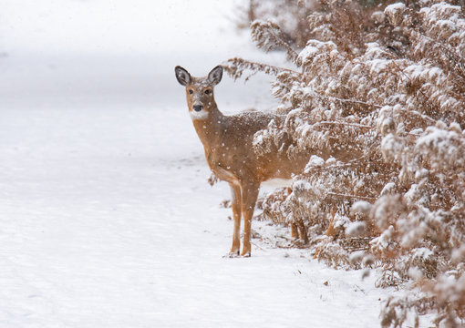 Deer foraging in the snow