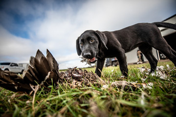 dog in grass with waterfowl hunting
