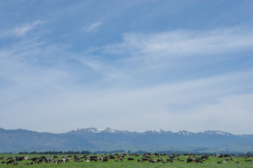 New Zealand Mountains snow. Cows in Meadow. North Island