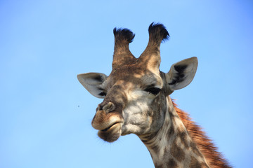 Giraffe