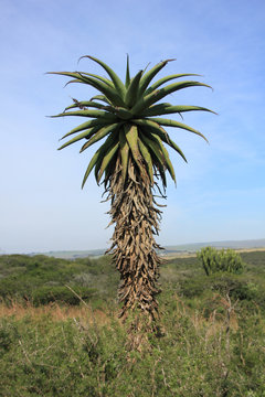 Single alloe