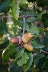 acorn © RolandoCoimbrados