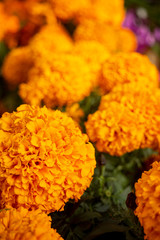 Dia de muertos flor de cempasúchil