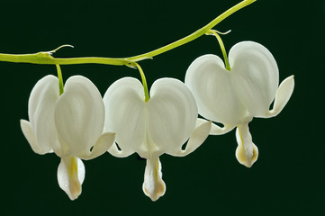 Close-up of white bleeding hearts showing their shapes, textures, patterns, and details