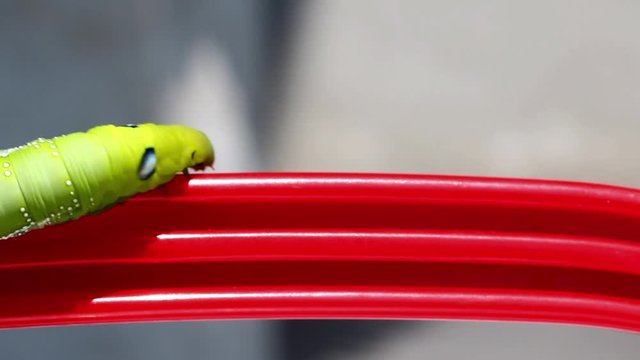 Oleander Hawk Moth Caterpillar (Daphnis nerii, Sphingidae), crawl on a red  grip.