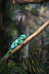 Naklejka na ściany i meble reptile green blue on branch aquarium pet zoo home cute lizard head tongue eyes look walk exotic rare species