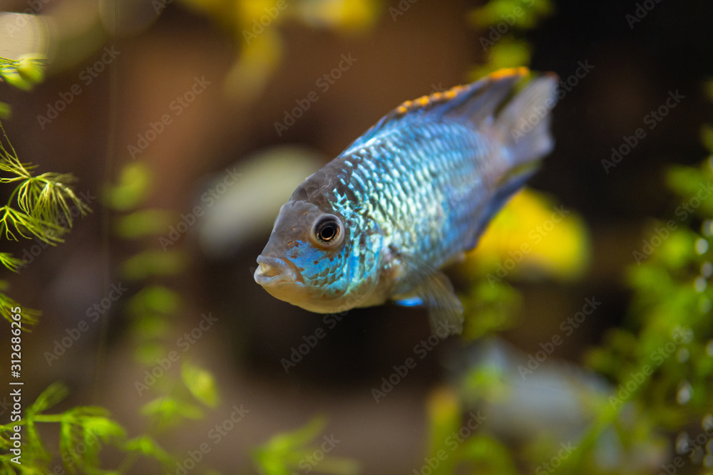 Wall mural Blue fish in freshwater aquarium with green beautiful planted tropical. fish in freshwater aquarium with green beautiful planted tropical.  Colorful fish on green background. - Wall murals